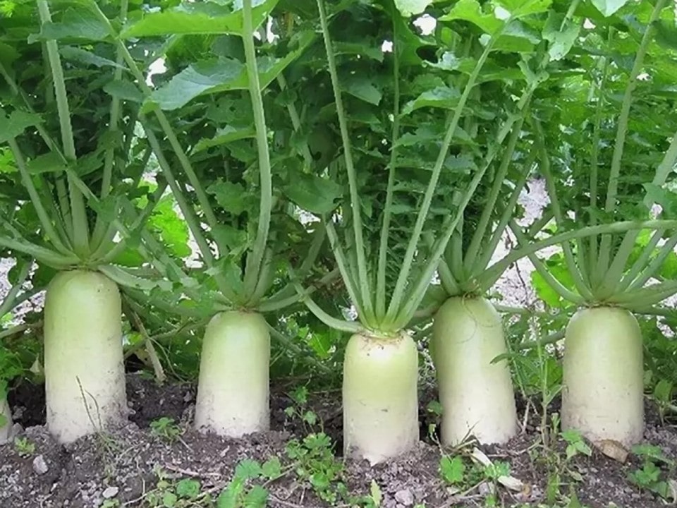 daikon-min