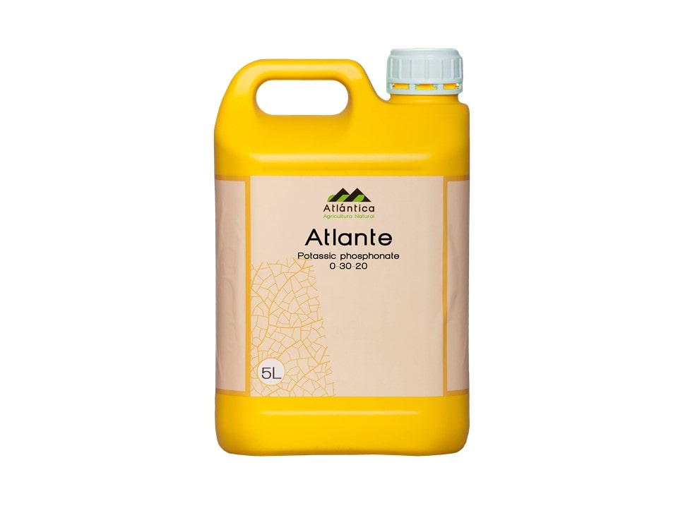 atlante-min