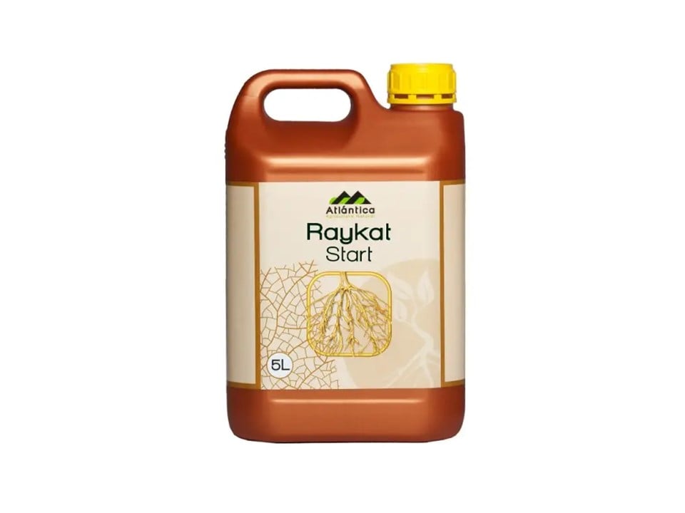 raikat-min