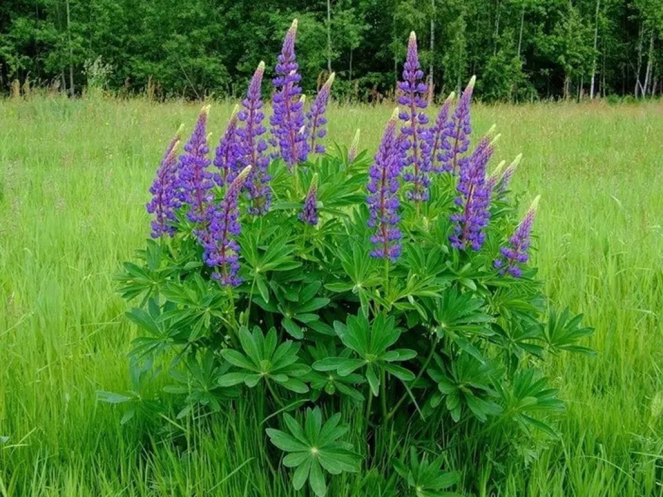 lupin-min